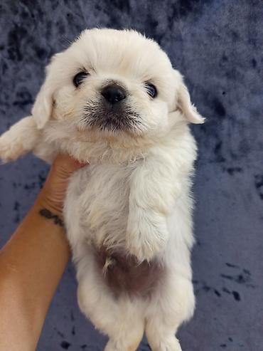 pekines satisi: Pekines — 7