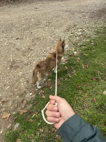 мастер по обивке мебели: It: Xaski - Gündəlik gəzinti: park və məhəllə marşrutları - Orta və