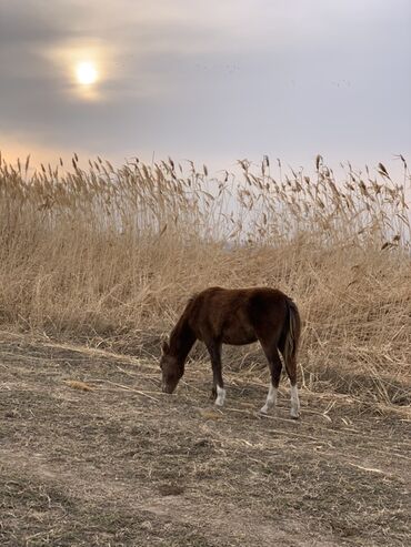 Лошади, кони: Продаю | Кобыла (самка) | Рабочий — 15