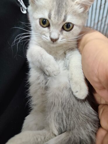 отдам кота в хорошие руки: Sinsilla 3 ayliq diwi son bala endirimle 20 azn Isle elagedar. Wp