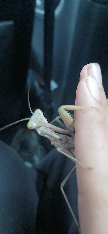 qurd satisi: Mantis-baqamol satılır daha yeni çıxmağa başlayır tezlikkə bitəcək — 3