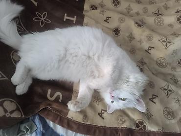 Продажа кошек: Белоснежная пушистая кошка с длинной шелковистой шерстью и густым — 2