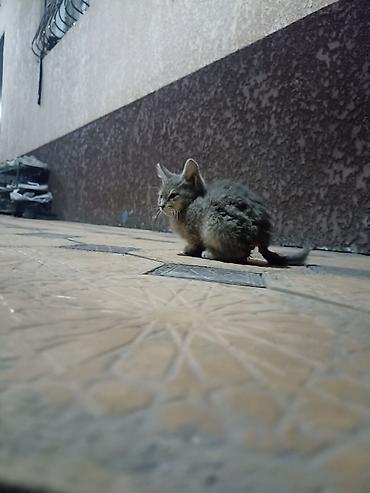 возьму щенка в добрые руки бесплатно: Котёнок серого окраса - Порода: домашняя короткошёрстная (отдаем в — 2
