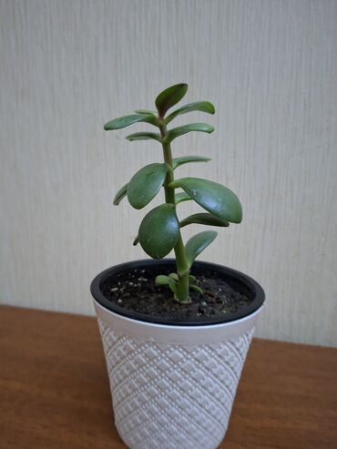 стеклянные перегородки в ванную комнату: Crassula ovata ( Денежное дерево, Толстянка овальная). Растение