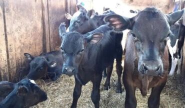 собака ош: Сатам | Уй (ургаачы), Бука (эркек), Кунаажын | Ангус, Герефорд, Голштин | Бордоп семиртүү үчүн, Союуга, Көбөйтүү үчүн | Асыл тукумдуу