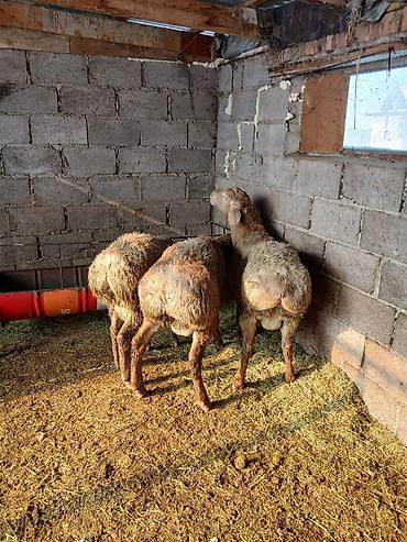 Баран, овца: Продаю | Овца (самка) | Для разведения — 9