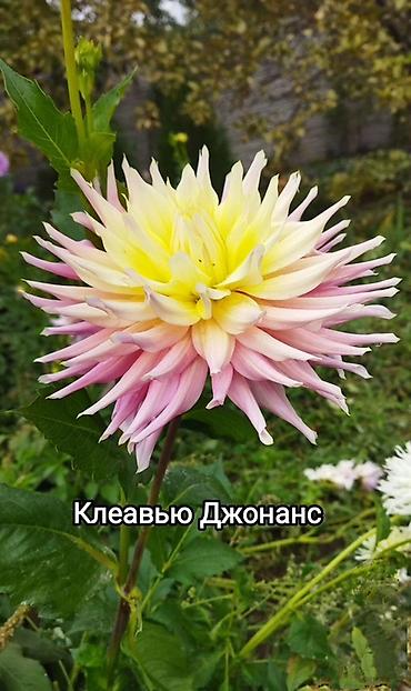 красный бантик: Георгины сортовые – коллекция ярких махровых и полумахровых — 7