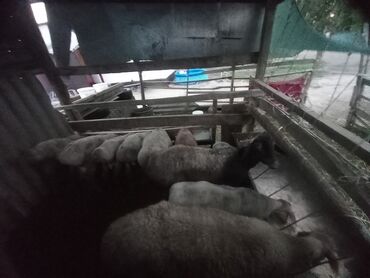птица голуби: Продаю | Овца (самка), Ягненок, Баран (самец)