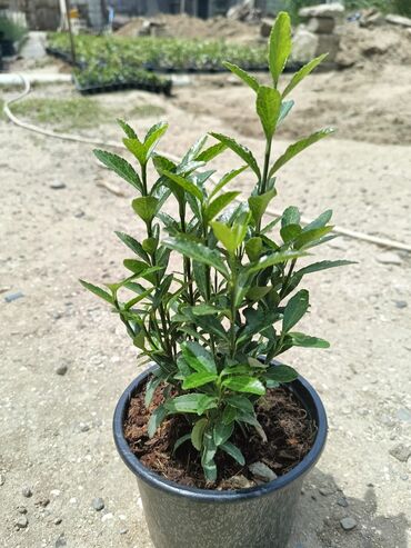 Digər bitkilər: Şimşad bitkisi bağlar, parklar və landşaft dizaynında geniş istifadə — 3