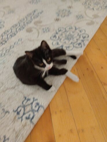 Pişiklər: Yaxşı əllərə — 8