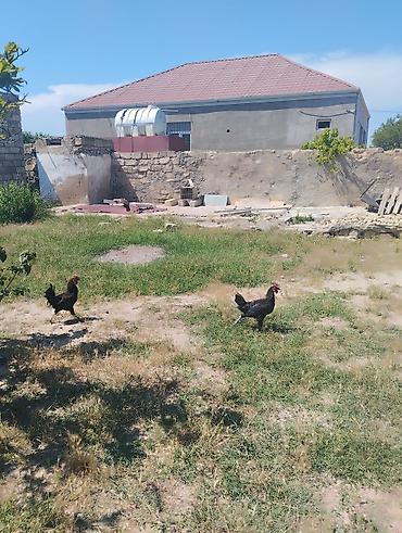 Toyuqlar: Toyuq, Australorp, Damazlıq, Ünvandan götürmə — 7