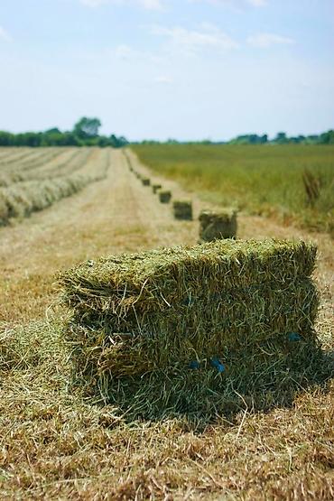 🌾 Тюк чөп сатылат Жакшы сапаттагы кургак чөп. Малга берүүгө