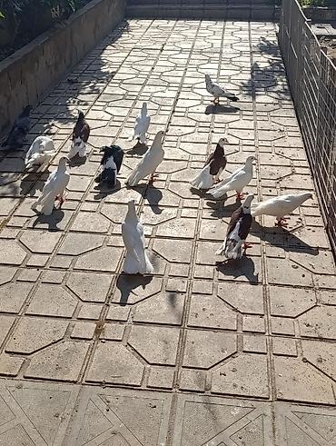 quşlar: Salam göyerçinler satılır hası eni quyrug. içinde bir bala var 19 — 8