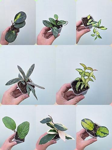 Хойялар: 🌿 Хойи разных сортов в продаже. Названия сортов и цены указаны на — 1