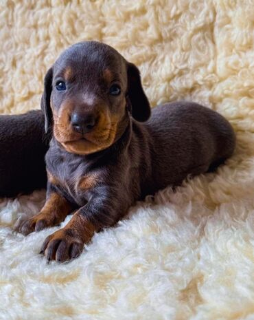 Psi: Jaze malog rasta oštenjene 23.08.2025.Uvezena genetika iz — 10