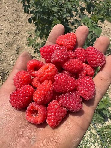 Фрукты и ягоды: Саженцы малины мапема полонез принимаю заказы на саженцы Малина — 6