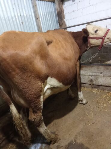 кукуруза пшеница: Продаю | Корова (самка) | Герефорд, Симментальская | Для разведения, Для молока | Стельные, После отела, Привязанные