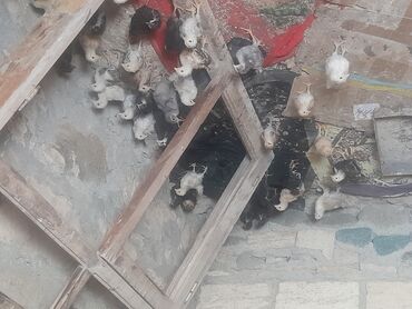 Yemlər: Toyuq cücələri, Damazlıq, Pulsuz çatdırılma
