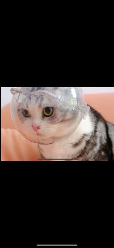 эксклюзивные головные уборы: Головной убор для кошек защищает вашего питомца от царапин, от