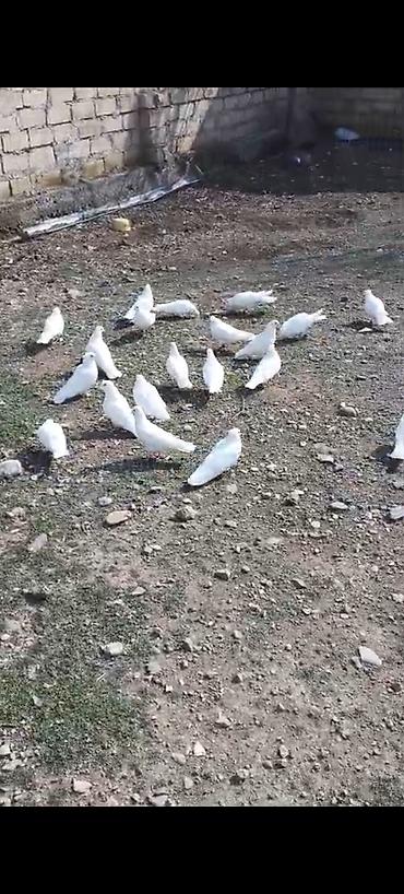 Göyərçinlər: Kom bir nesil 12 tük ağlar çılpaq 23 quşdu kom 220 m - Növ: ev — 6