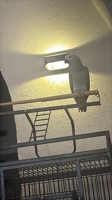 bulbul quşu: Afrika Parrot boz tutuquşusu və böyük metal qəfəs dəsti ək çantası — 1