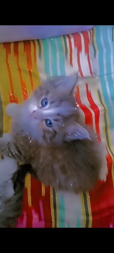 кошка персидская шиншилла: Куплю Малинский кошка