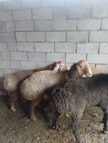 Баран, овца: Продаю | Баран (самец) | Арашан | Для разведения | Осеменитель — 14
