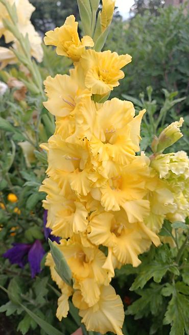 Другие садовые цветы и кустарники: Гладиолусы — срезочные и садовые сорта, показанные на фото: - — 10