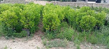 nabor acar desti: Prunus laurocerasus (dağdağan/defnevişnə) dekorativ kol bitkiləri – — 1
