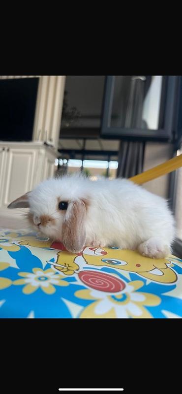 ərəb dovşanı: 1 aylıq balaca🐰 Hazırda məndə bu çox şirin dovşanım var 🥹🤍 Çox şirin — 2
