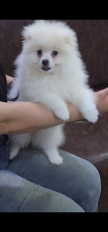 heyvan evleri: Məhsul: Pomeranian Spitz balası - Rəng: qar kimi ağ - Xəz: sıx — 1