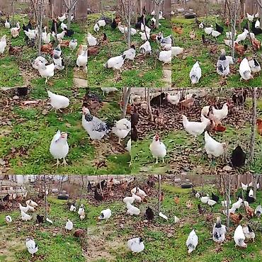 Toyuqlar: ‼️ Təcili Satılır ‼️ Yumurtayan Toyuqlar 1 ilikdi hamısı yumurtayır — 5