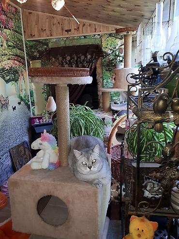 ищу котят: Кото-гостиница! Гостиница для котиков! Платная передержка кошечек — 2