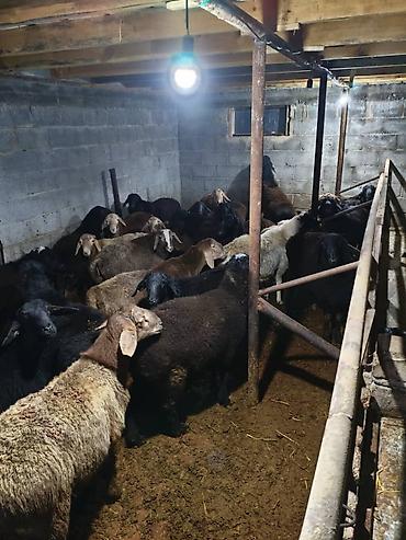 Баран, овца: Продаю | Овца (самка) | Меринос | Для разведения | Матка — 3