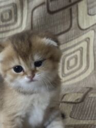 Pişiklər: Britan -da lalafo.az — 3 Pişiklər: Britan — 3