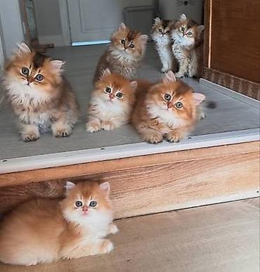 Qızıl şinşilla