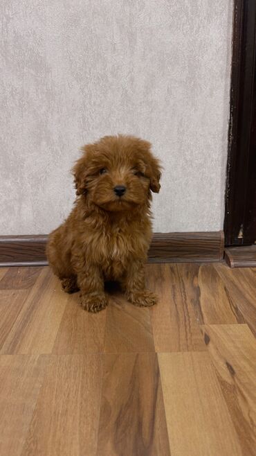 İtlər: Pudel, 2 ay, Erkek, Peyvəndli, Ünvandan götürmə — 2