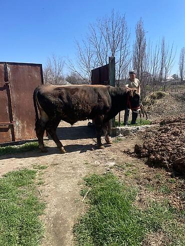 Коровы, быки: Продаю | Бык (самец) | На откорм | Племенные at lalafo.kg — 2 Коровы, быки: Продаю | Бык (самец) | На откорм | Племенные — 2