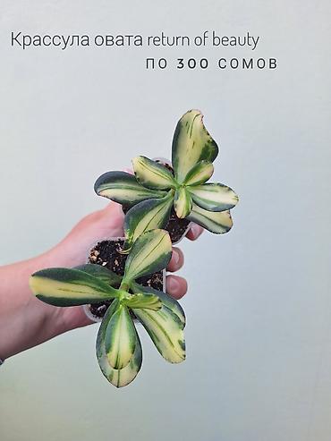 цветы комнатне: 💚 Комнатные растения (детки/молодые растения). 🪴 Названия и цены — 10