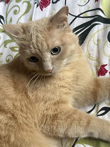 рыжий: Отдаю кота в добрые руки! Приучена к лотку, кастрирован. Пушистая — 3