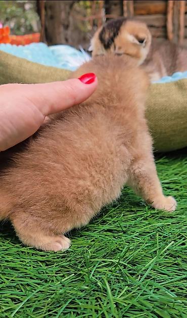 Продажа кошек: Шотландские котята от красивой пары. Предлагаем для бронирования — 4