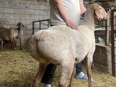 машинка для животных: Продаю | Овца (самка) | Арашан | Для разведения