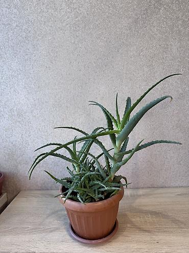 Денежное дерево: - Денежное дерево (Крассула овата) 70см — 2900 - Герань (Пеларгония) — 10