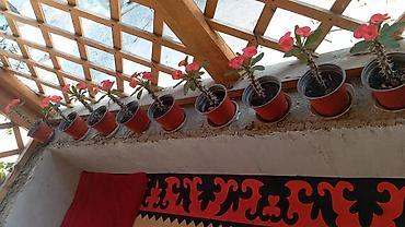 купить лавровое дерево: Молочай Миля (Euphorbia milii) в горшках - Компактные суккулентные — 1
