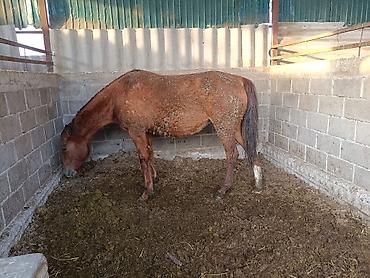 Лошади, кони: Продаю | Кобыла (самка) | Для разведения — 7