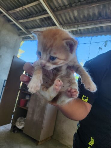 Pişiklər: Dişi, Erkək, Yaxşı əllərə, Ünvandan götürmə, Pulsuz çatdırılma — 8