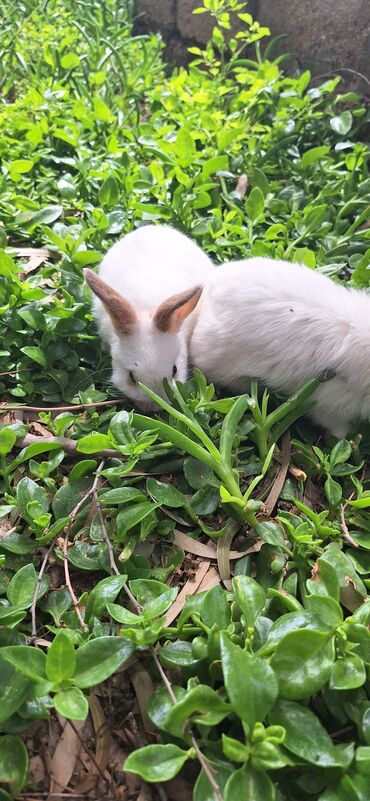 Dovşanlar: Dekorativ dovsanlar biri 15 azn — 5