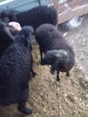 cane corso: Продаю | Овца (самка) | Ярка — 3
