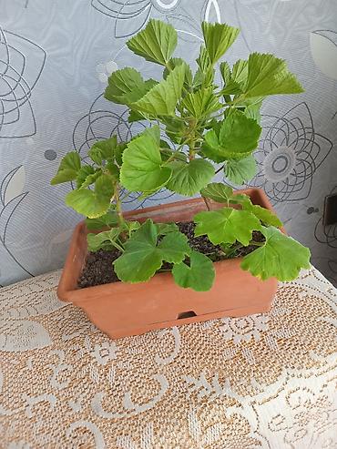 geran: Pəncərə qutusu üçün ətli saksı bitkisi – 2 köklü pelargonium — 4