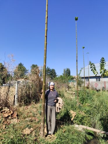 газонокосилка бензиновая бишкек цена: Саженцы деревьев: Павловнии, Платная доставка at lalafo.kg газонокосилка бензиновая бишкек цена: Саженцы деревьев: Павловнии, Платная доставка